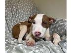 Ember Terrier (Unknown Type, Medium) Puppy Female