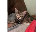 Louise Domestic Shorthair Kitten Female