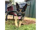 Jazzy German Shepherd Dog Adult Female