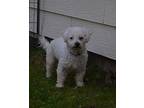 Benny Bichon Frise Adult Male