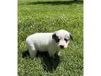 (be) Speck Mixed Breed (Medium) Puppy Male
