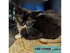 Seis Domestic Shorthair Kitten Male