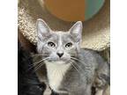 Hannah Domestic Shorthair Kitten Female
