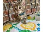 Thelma Domestic Shorthair Kitten Female