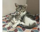 Dale Domestic Mediumhair Kitten Male