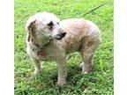 BASHFUL BECKY Poodle (Miniature) Adult Female