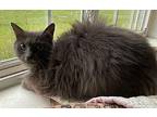 Fluffy Russian Blue Young Female