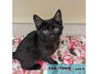 Teddy Bear Domestic Shorthair Kitten Male