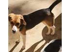 Frankie MJ D2024 in MS Beagle Puppy Female