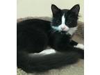 Royce Domestic Mediumhair Kitten Male