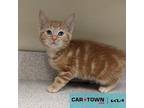 Phillip Cheesesteak Domestic Mediumhair Kitten Male