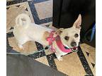 Max Jack Russell Terrier Adult Male