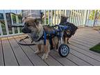 Miracle Mixed Breed (Medium) Puppy Male