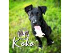 Koko Yoscelin Puppy Female