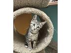 Drizzle Domestic Shorthair Kitten Female