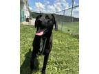Jerry Labrador Retriever Young Male