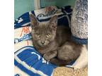 Montana Domestic Shorthair Kitten Female