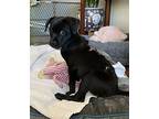 Ariel [COMING SOON] Labrador Retriever Puppy Female