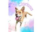 Clarissa Barc Labrador Retriever Adult Female
