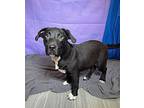 Tito Labrador Retriever Young Male