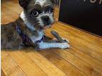 Rose - COMING SOON Boston Terrier Young Female