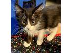 Humphrey Bogart (Alan) Domestic Mediumhair Kitten Male