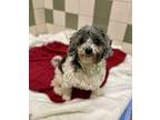 Peluchin Poodle (Miniature) Senior Male