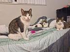 Romeo, Valentino & Cali Domestic Shorthair Young Male