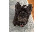 Bissy Cairn Terrier Senior Female