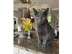Mr. Blue Boy Russian Blue Young Male