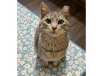 Rick Bell AB C2024 in RI Domestic Shorthair Kitten Male