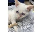 Crumble Siamese Kitten Male