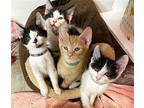 KITTENS GALORE! ASK US! Domestic Shorthair Kitten Male