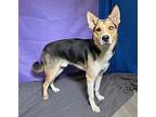 Atlas German Shepherd Dog Adult Male