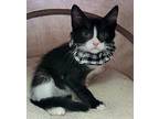 Spencer Tracy (Billy) Domestic Shorthair Kitten Male
