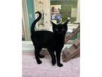 Gyazo Domestic Shorthair Kitten Male