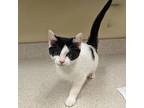 Lulu Domestic Shorthair Kitten Female