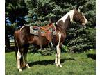 Beautiful Paint Gelding