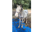 REDUCED! Blue eyed buckskin tobiano gypsy vanner colt