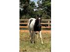 Registered SSHBEA 6 month old black and white stud colt.