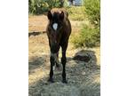 Quarter horse weanling colt
