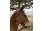 Mule - 9 years old REDUCED $