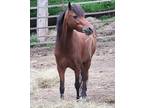 Quality Miniature cross driving gelding