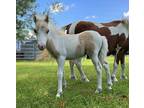 Blue Eyed Palomino Colt!