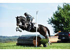 Fun riding horse for those on a budget!