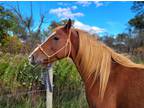 Little Red Mare (Fee-ah)