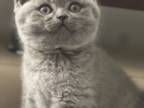 BRITISHKITNCAT British Shorthair Blue Female