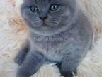 Loc In Conroe Blue Solid Scottish Fold