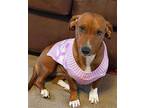 Missy JC D2024 in MS Dachshund Adult Female
