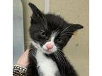 Rigatoni Domestic Shorthair Kitten Male